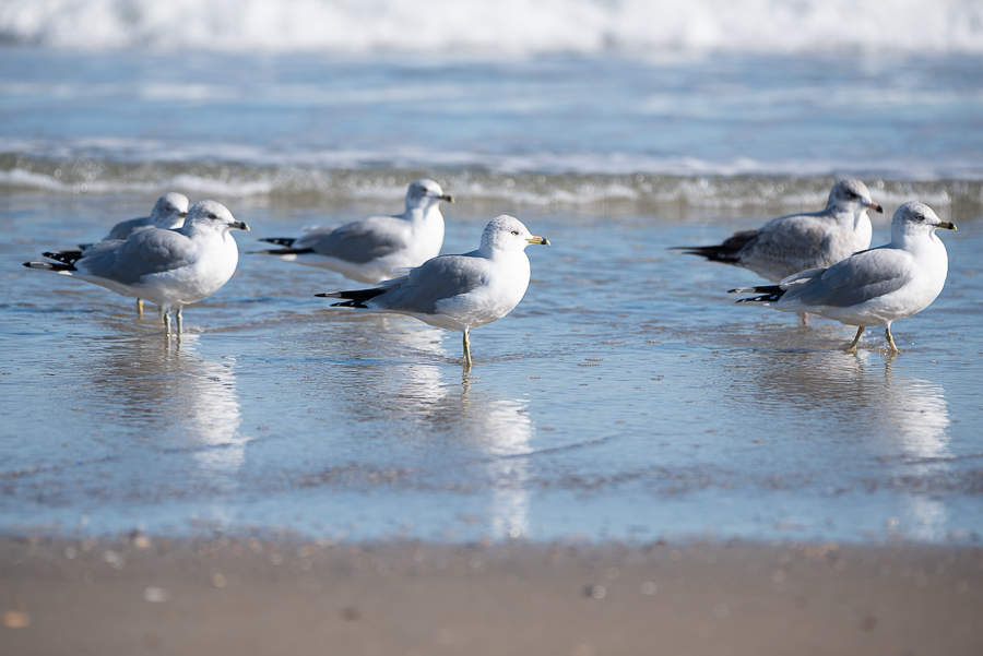 Birds on the Outer Banks Birds on the Outer Banks